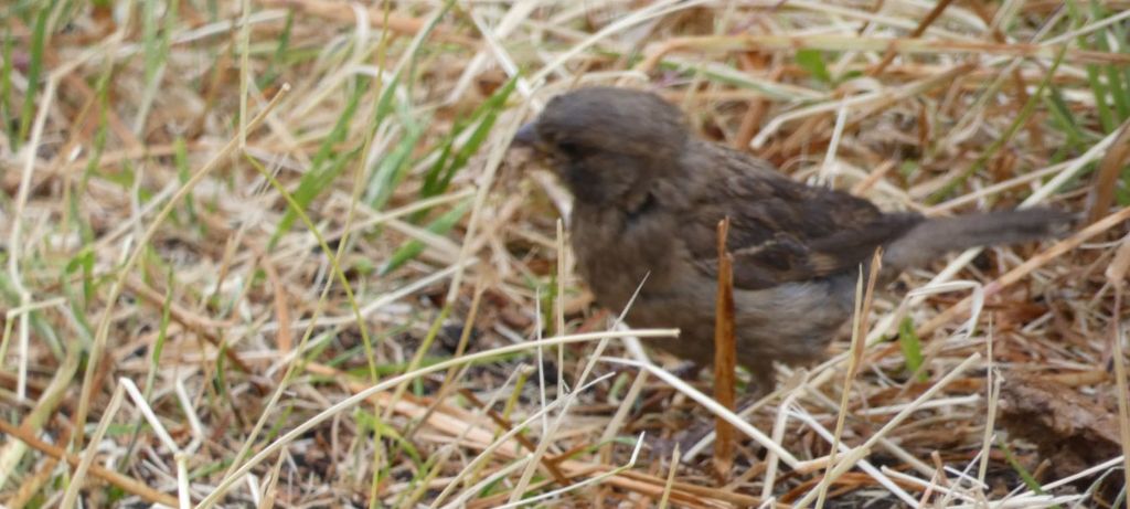 Passero:  Passer domesticus f & m