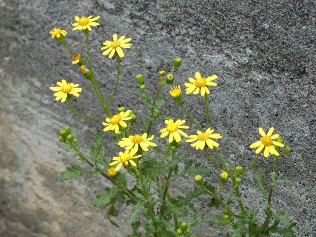 Senecio...? Senecio squalidus subsp. rupestris