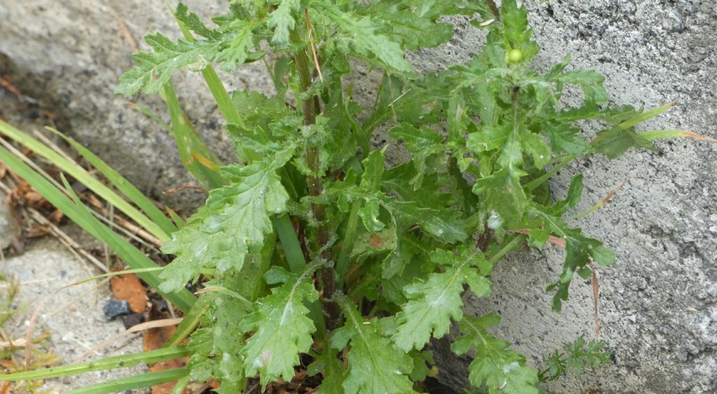 Senecio...? Senecio squalidus subsp. rupestris