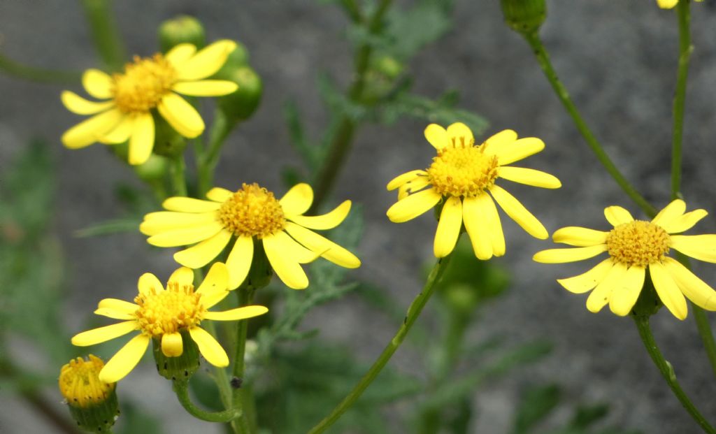 Senecio...? Senecio squalidus subsp. rupestris