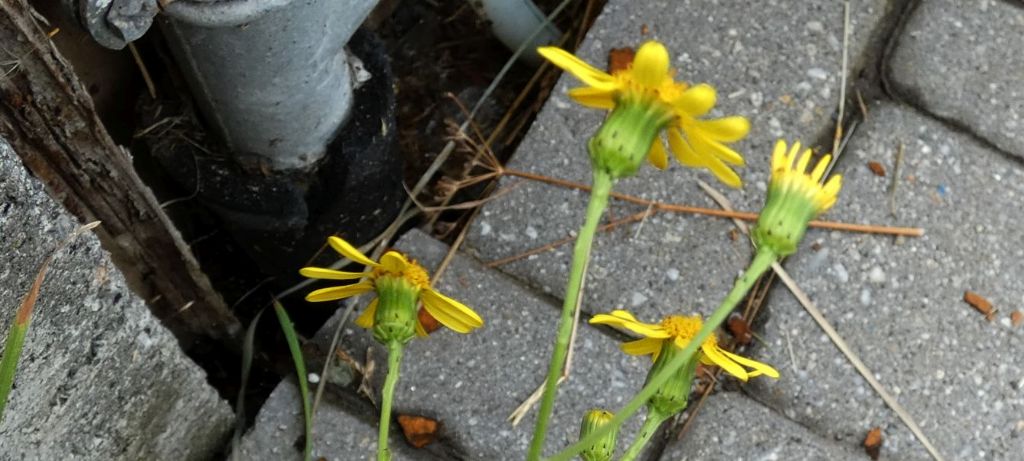Senecio...? Senecio squalidus subsp. rupestris