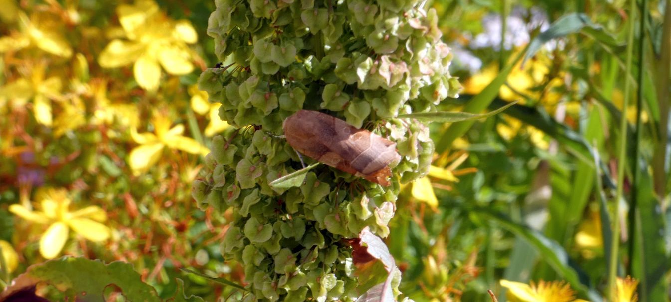 Noctua fimbriata (Noctuidae)