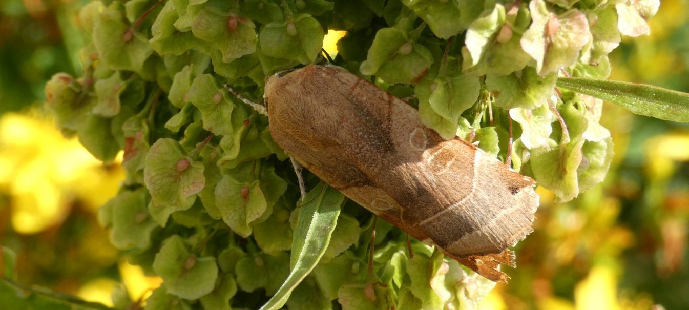 Noctua fimbriata (Noctuidae)