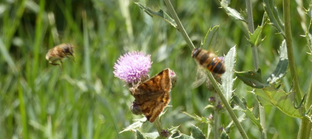 Euclidia glyphica (Erebidae)