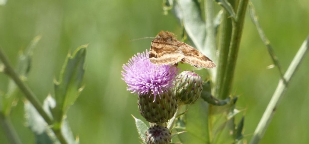 Euclidia glyphica (Erebidae)