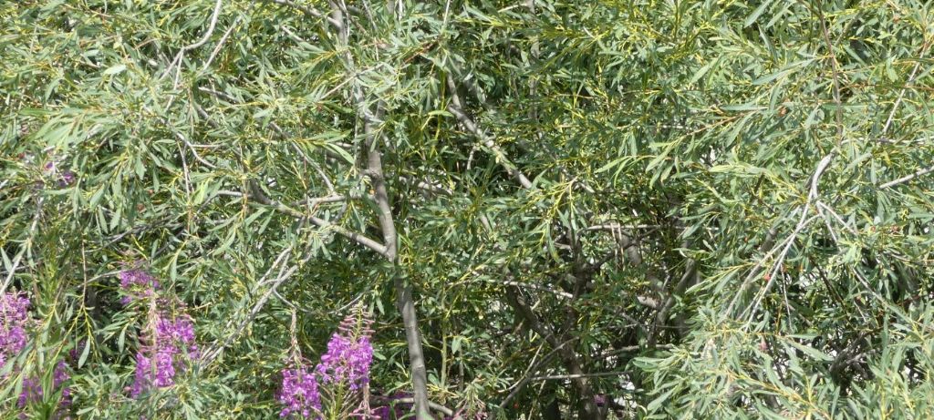 Quale salice? Salix purpurea