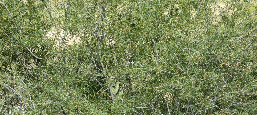 Quale salice? Salix purpurea