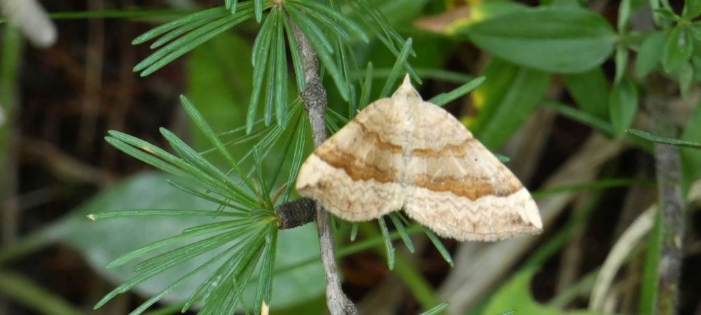 Scotopteryx chenopodiata (Geometridae)