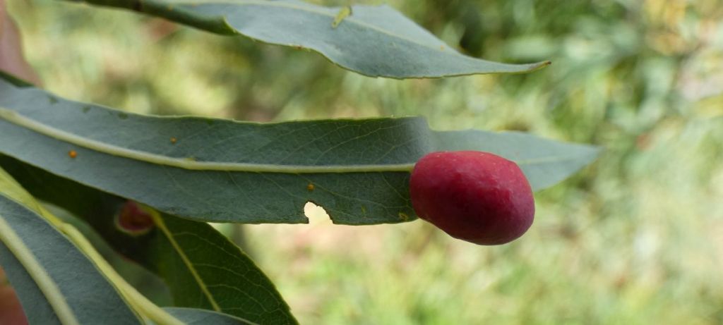 Tenthredinidae: galle di Pontania viminalis  e P. proxima su Salix purpurea