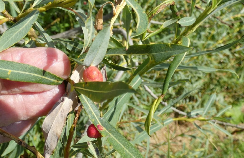 Tenthredinidae: galle di Pontania viminalis  e P. proxima su Salix purpurea