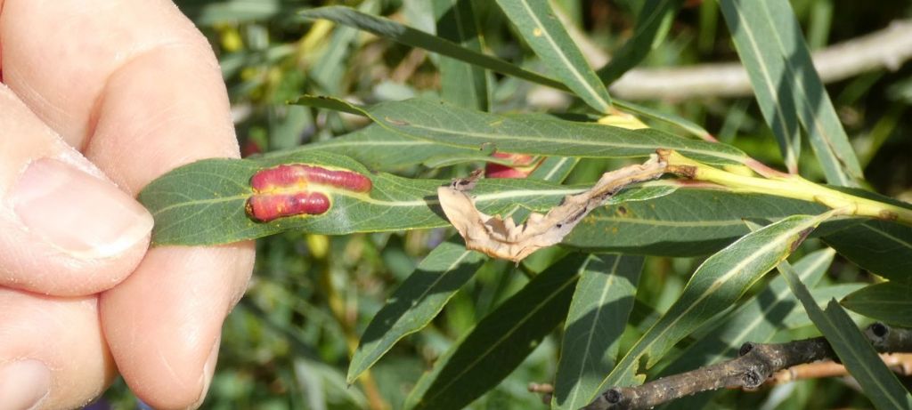 Tenthredinidae: galle di Pontania viminalis  e P. proxima su Salix purpurea