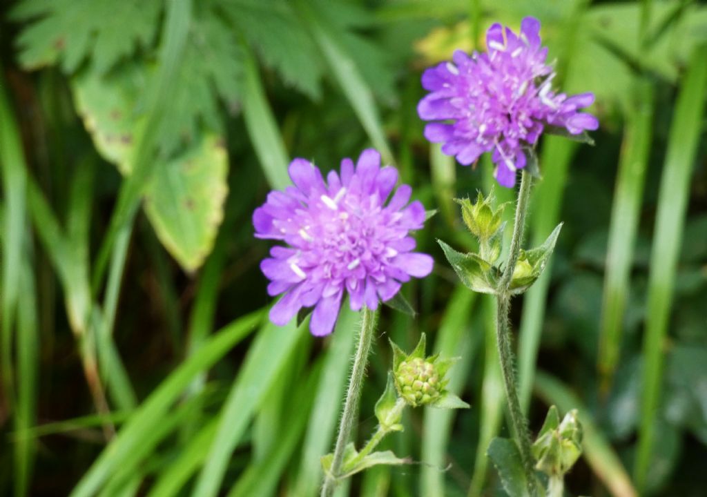 Knautia baldensis