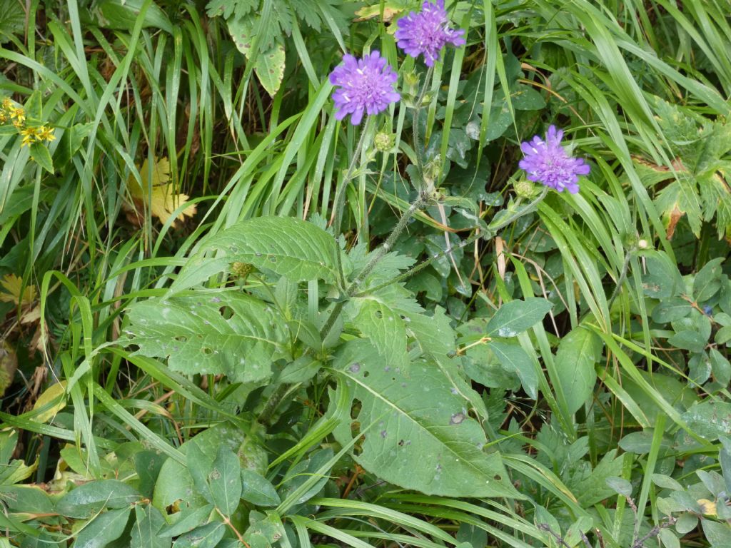 Knautia baldensis