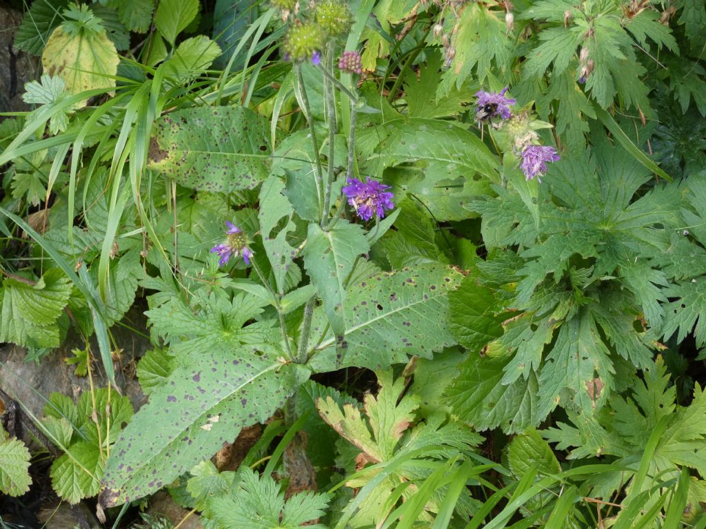 Knautia baldensis