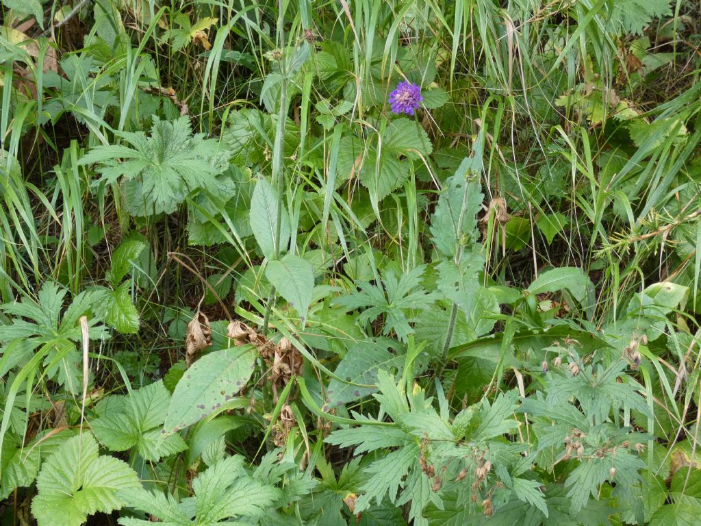 Knautia baldensis