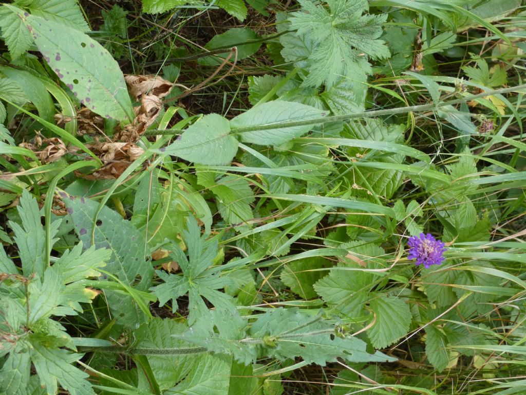 Knautia baldensis