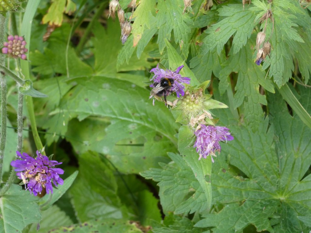 Knautia baldensis