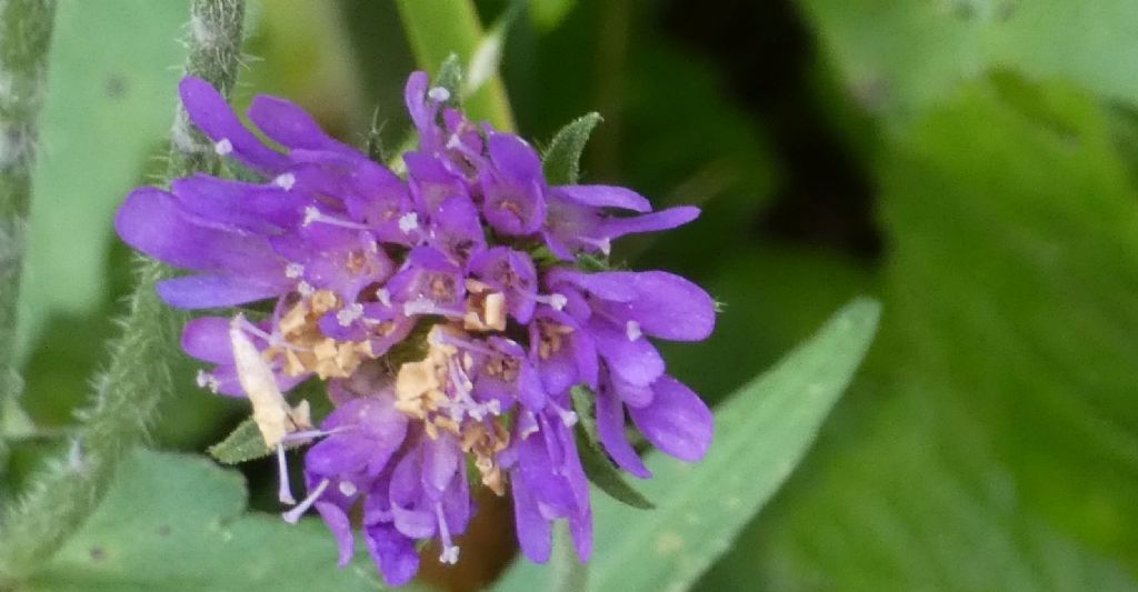 Knautia baldensis