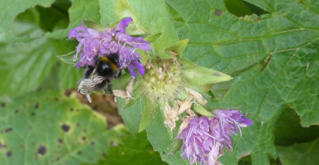 Knautia baldensis