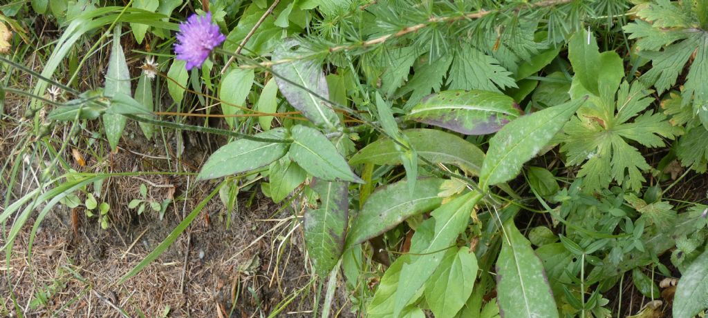 Knautia baldensis