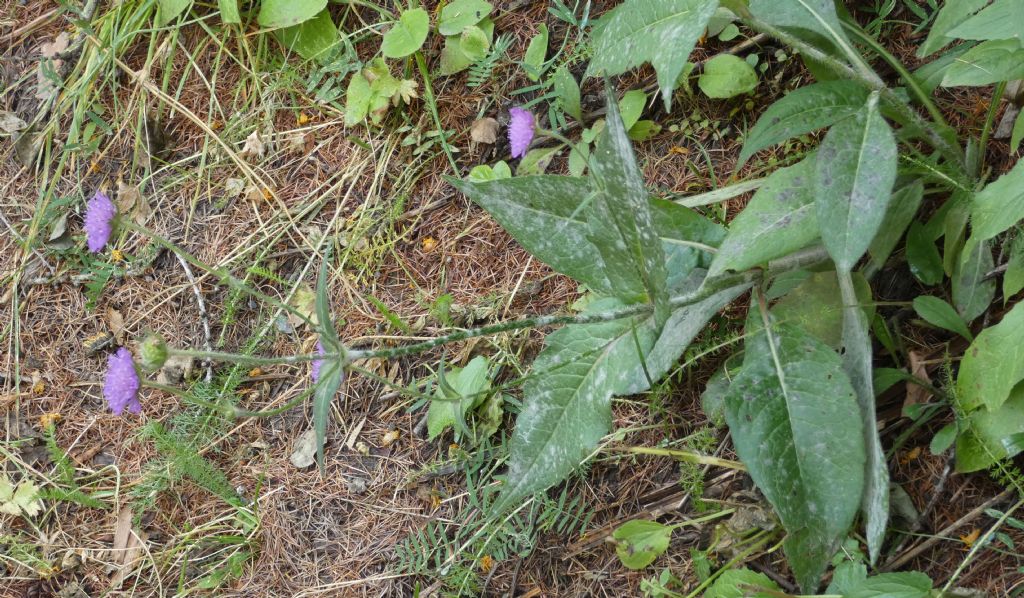 Knautia baldensis