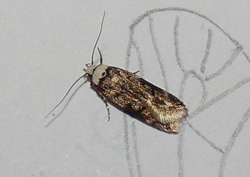 Endrosis sarcitrella - Oecophoridae