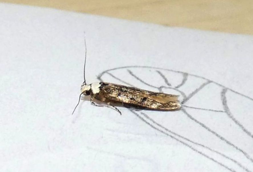 Endrosis sarcitrella - Oecophoridae