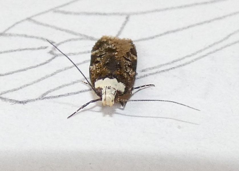 Endrosis sarcitrella - Oecophoridae