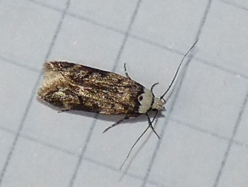 Endrosis sarcitrella - Oecophoridae