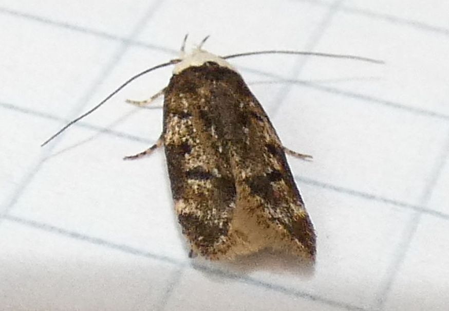 Endrosis sarcitrella - Oecophoridae