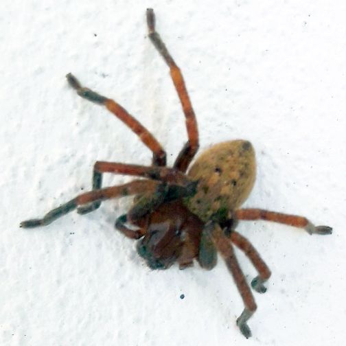 Olios argelasius (Sparassidae)