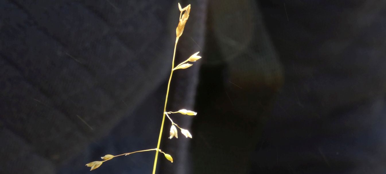 Nell''alveo del Lago di Livigno: Poa cfr.supina e Matricaria discoidea