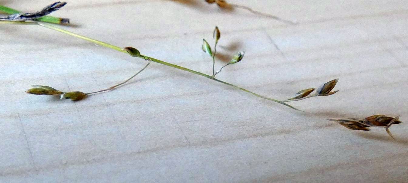 Nell''alveo del Lago di Livigno: Poa cfr.supina e Matricaria discoidea