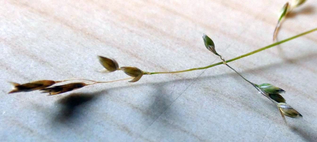 Nell''alveo del Lago di Livigno: Poa cfr.supina e Matricaria discoidea