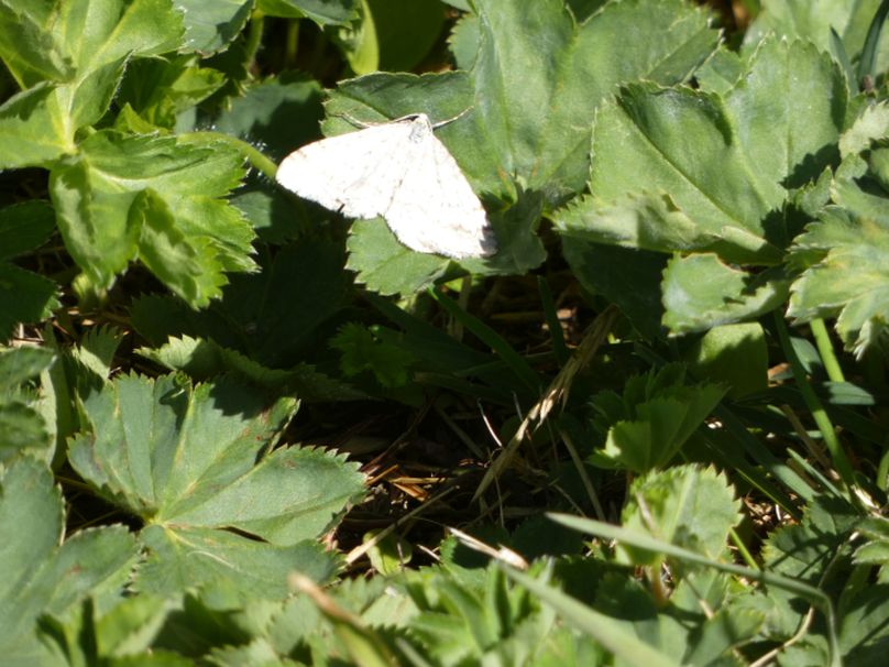 Geometridae sp.