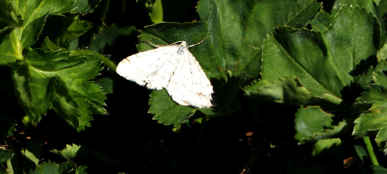 Geometridae sp.