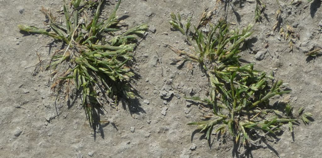 Nell''alveo del Lago di Livigno: Poa cfr.supina e Matricaria discoidea