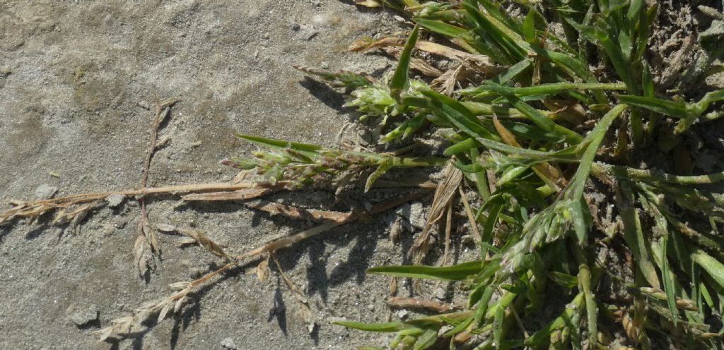 Nell''alveo del Lago di Livigno: Poa cfr.supina e Matricaria discoidea