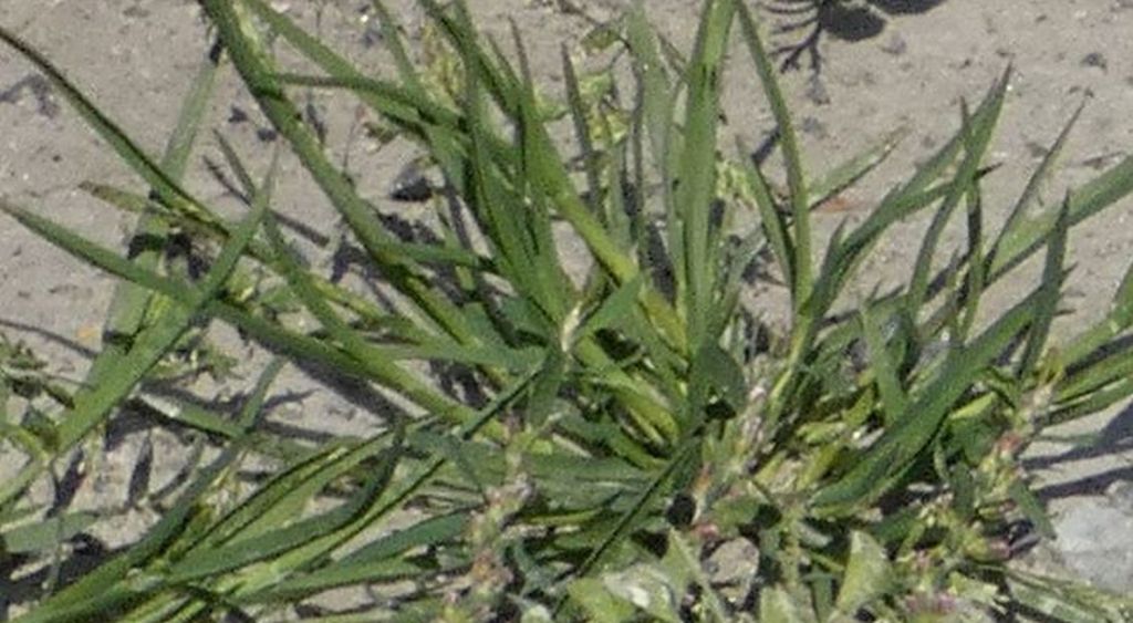 Nell''alveo del Lago di Livigno: Poa cfr.supina e Matricaria discoidea