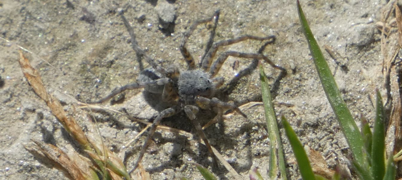 Lycosidae: Pardosa cfr. wagleri