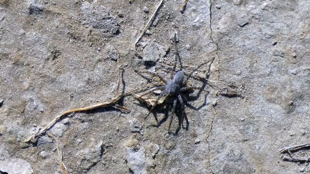 Lycosidae: Pardosa cfr. wagleri