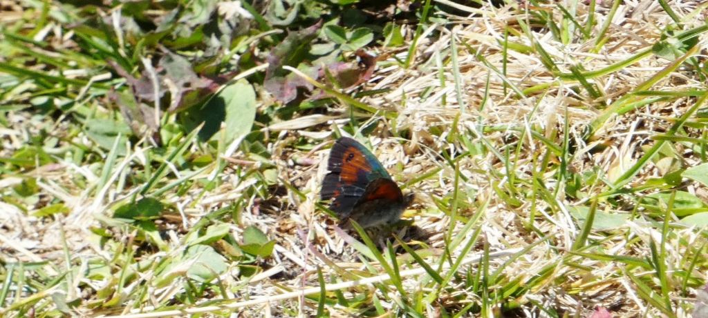 Quale Erebia ?  Erebia tyndarus (Nymphalidae Satyrinae)