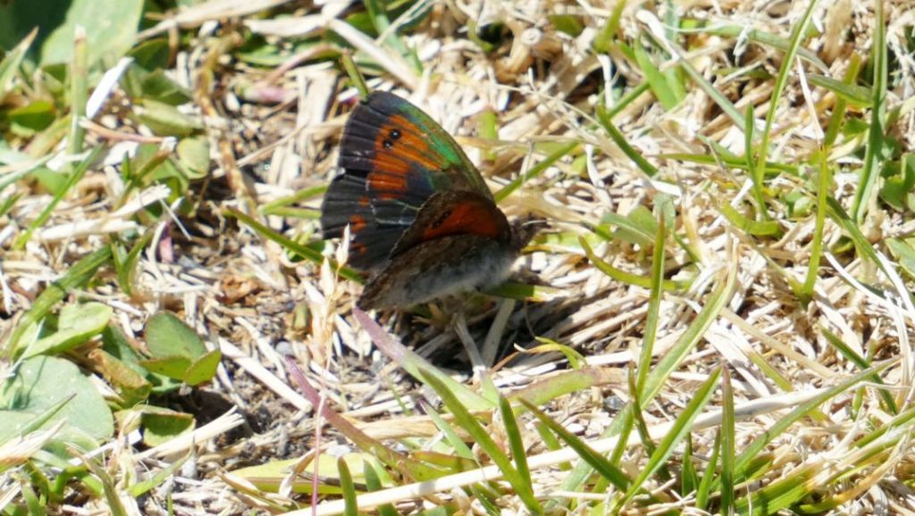 Quale Erebia ?  Erebia tyndarus (Nymphalidae Satyrinae)