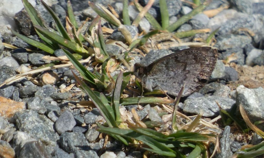 Quale Erebia ?  Erebia tyndarus (Nymphalidae Satyrinae)