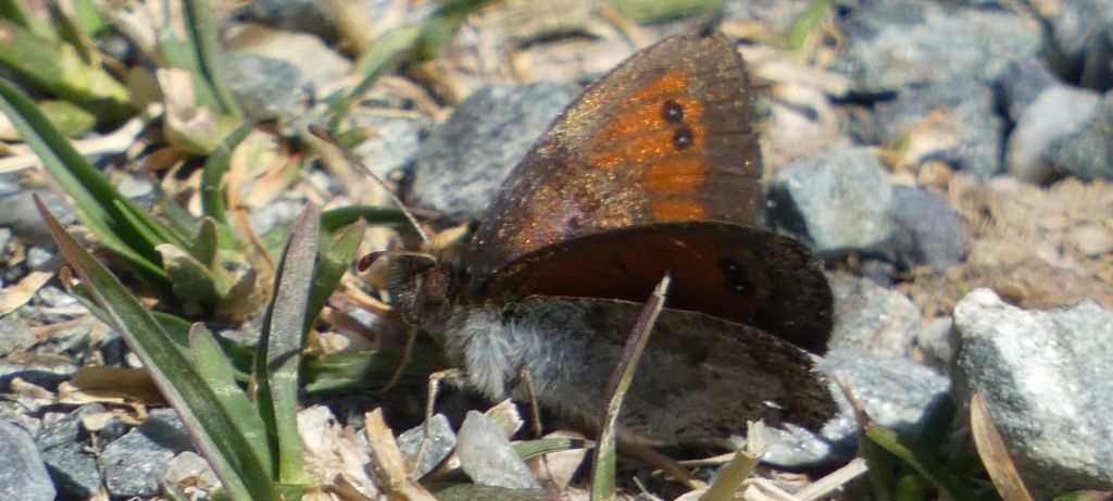 Quale Erebia ?  Erebia tyndarus (Nymphalidae Satyrinae)