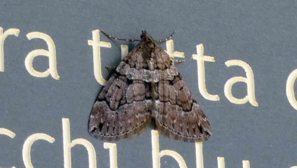 Thera cognata (Geometridae)