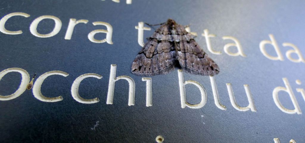 Thera cognata (Geometridae)