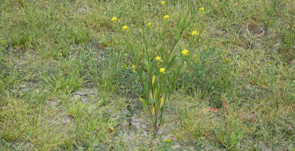 Nell''alveo del Lago di Livigno: Erysimum cheiranthoides  e Rumex cfr. longifolius