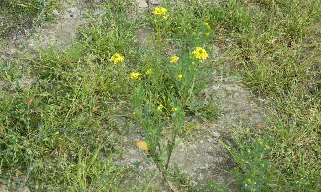 Nell''alveo del Lago di Livigno: Erysimum cheiranthoides  e Rumex cfr. longifolius