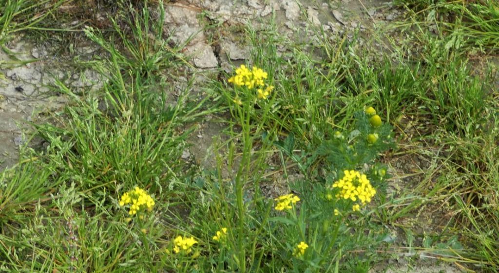 Nell''alveo del Lago di Livigno: Erysimum cheiranthoides  e Rumex cfr. longifolius